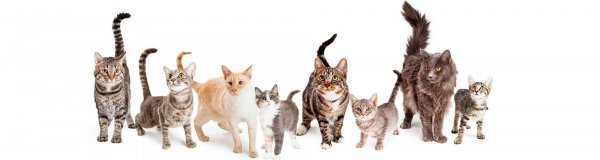 Content-homebanners4