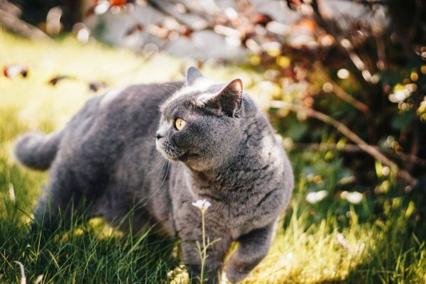 3 Британская короткошерстная кошка
