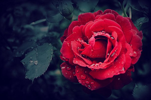 Flora-roza-rosa-krupnyi-plan-flower-beauty-f