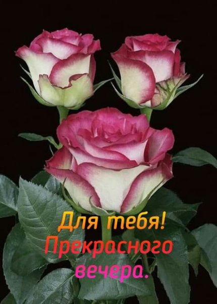 Прекрасного вечера