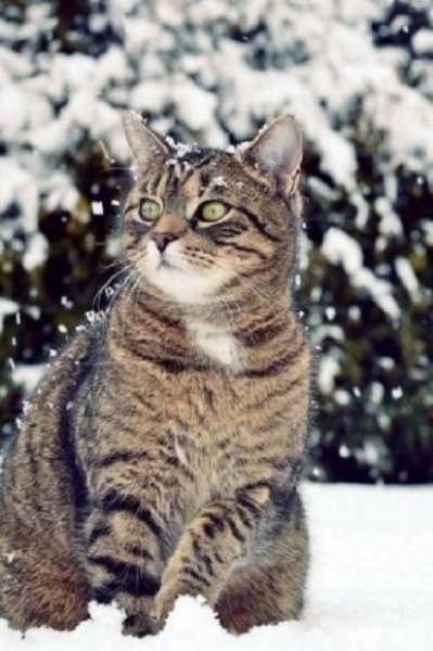 Кот зимой