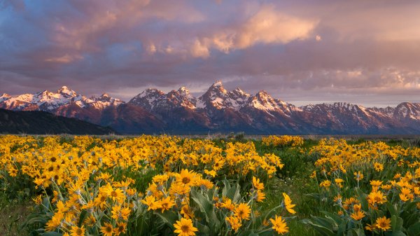 Balsamroot Бальзамориза UHD обои 4K