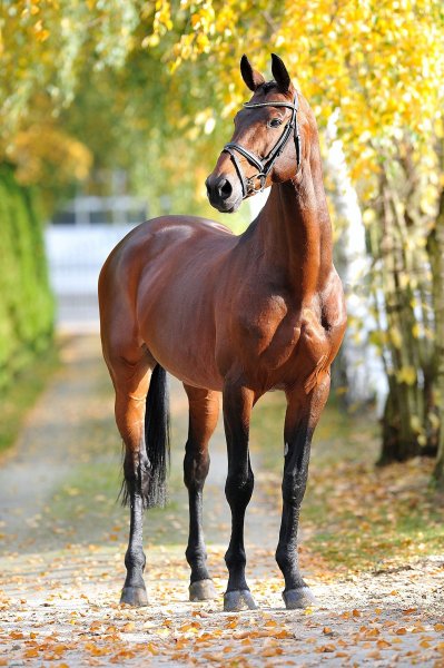 horse-77
