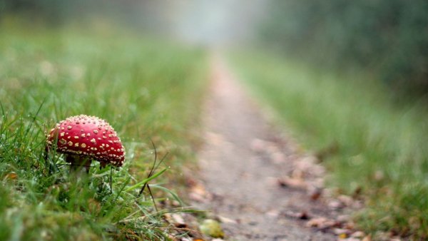 file_72696173
