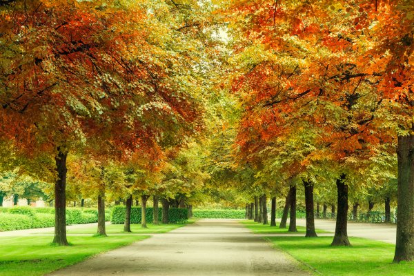 osen-les-listia-derevia-park-forest-landscape-park-autumn-11