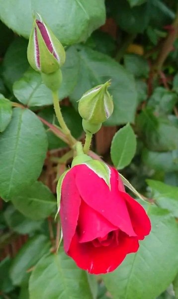 file_96160258