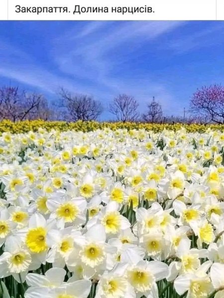 file_96628552