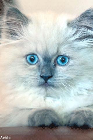 file_77618503