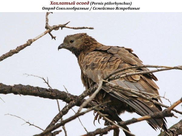 Хохлатый осоед (Pernis ptilorhynchus)