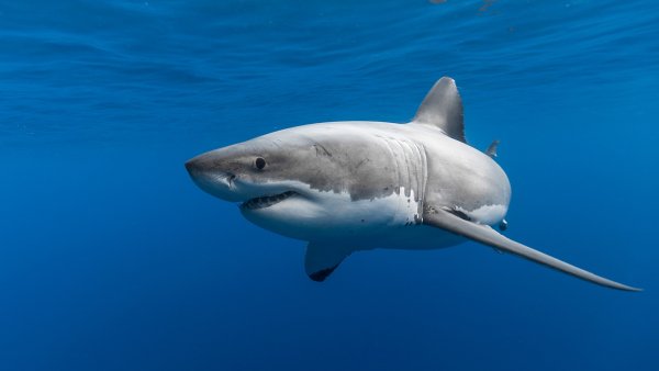 file_92092386