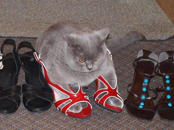 Кот и обувь