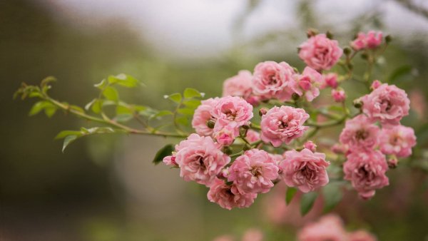 file_83236927