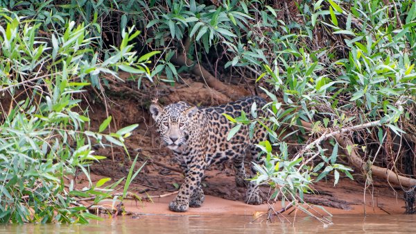 YoungJaguar ROW2132600858 UHD
