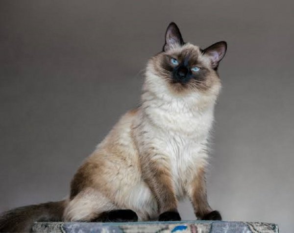 Балинезийская кошка