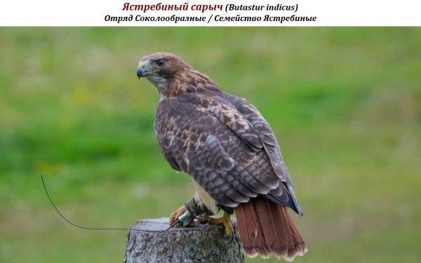 Ястребиный сарыч (Butastur indicus)