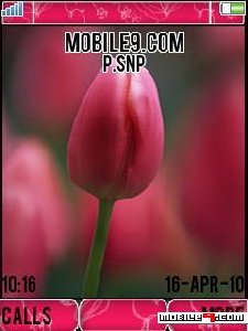 rosethemef dvsnybyf