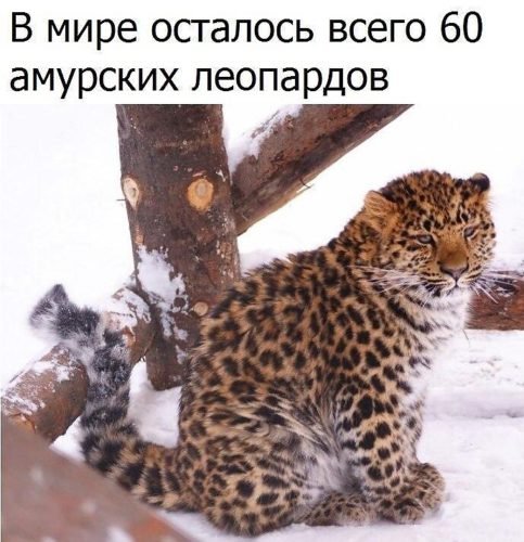 x500