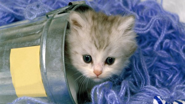 White cat kitten inside vessel on blue thread hd cute cat