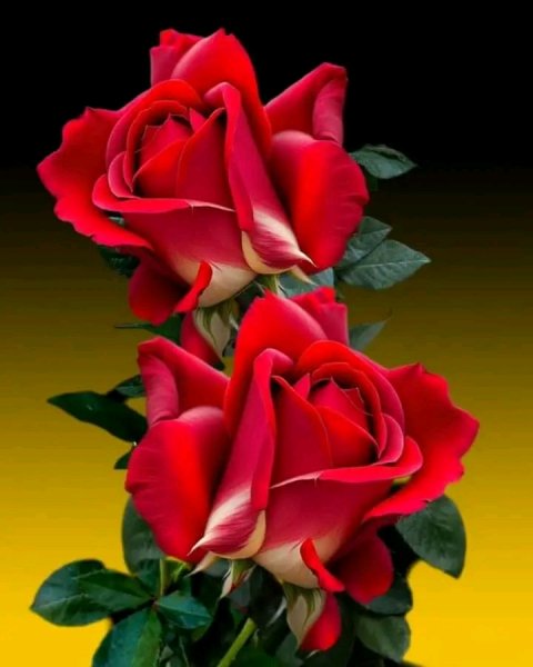 file_95695465