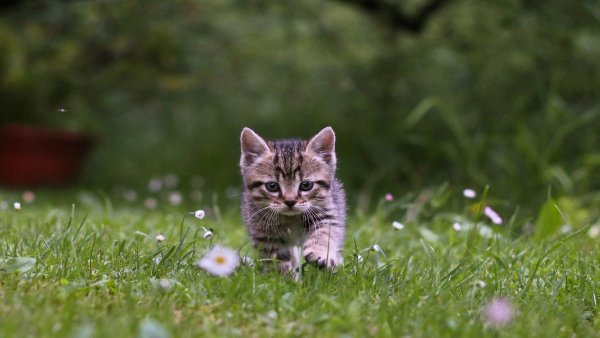 file_80808886