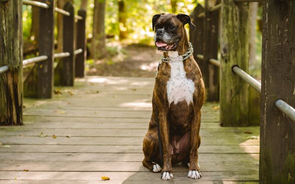 собака взгляд друг..file