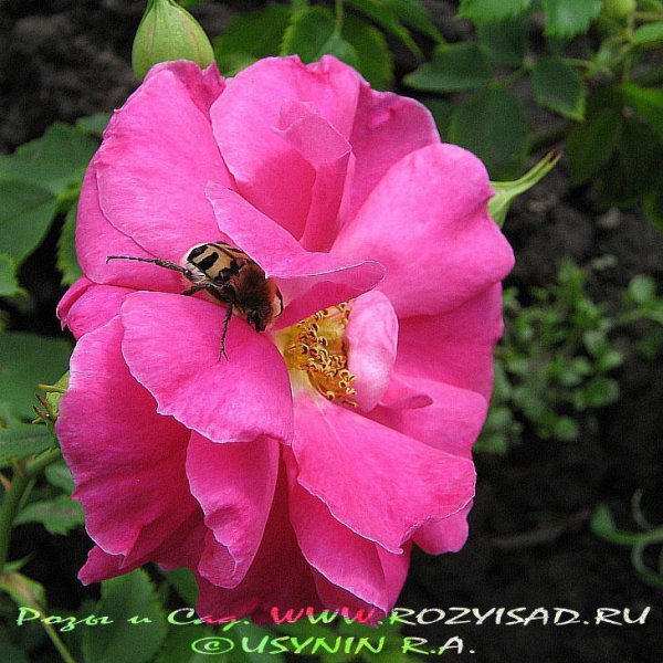 file_85268886