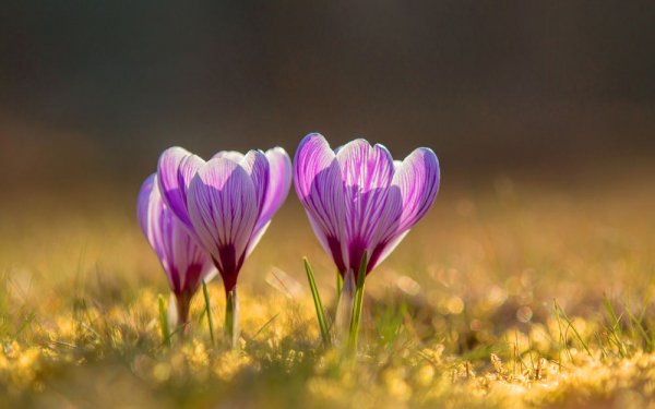 file_90032424