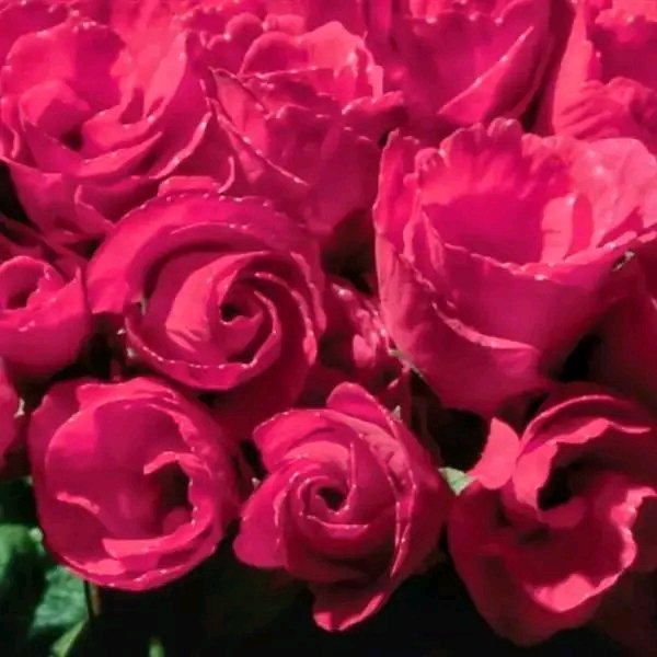 file_96966017