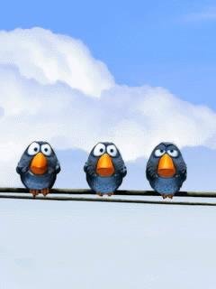 Birds49