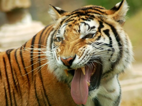 Animals Wild cats Tiger grin 031904 29