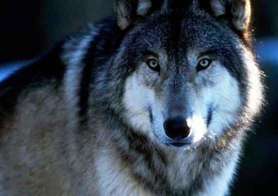 wolf