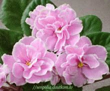 file_85269105