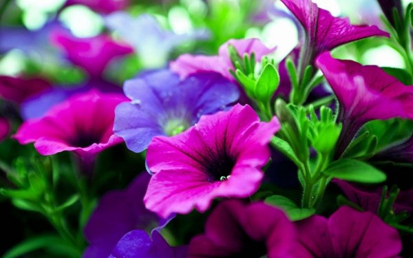 file_80804823