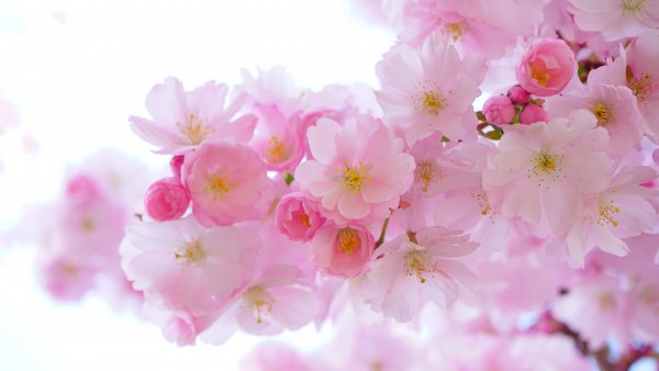 file_90028325