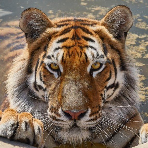 tiger