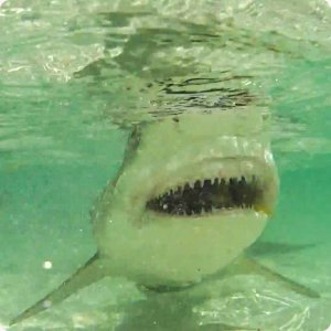 Sharks Live Wallpaper HD 2 - v1.0
