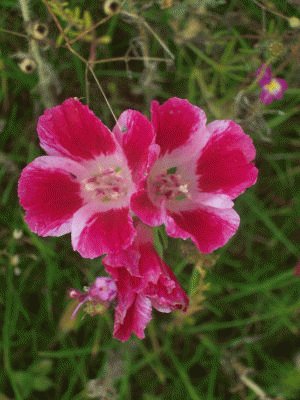 file_85274726