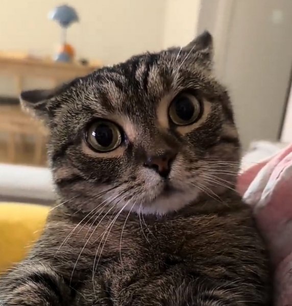 Котэ