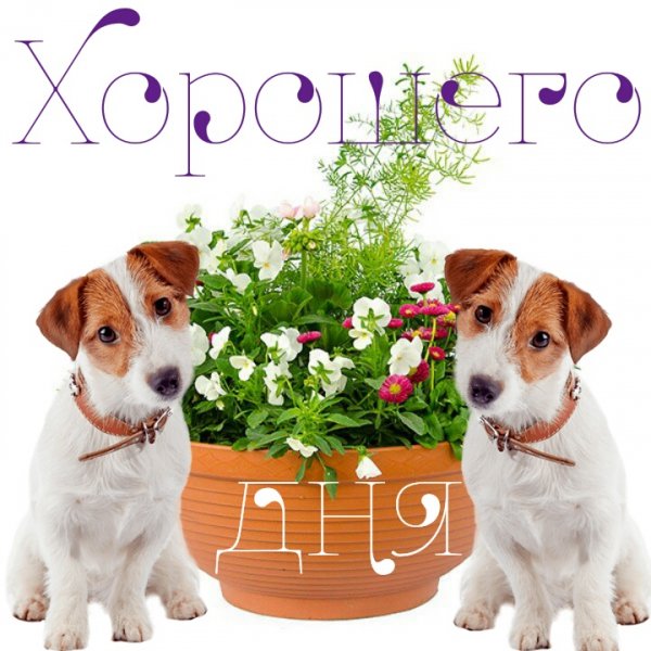 Хорошего дня
