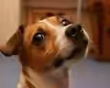 jack-russell-mask
