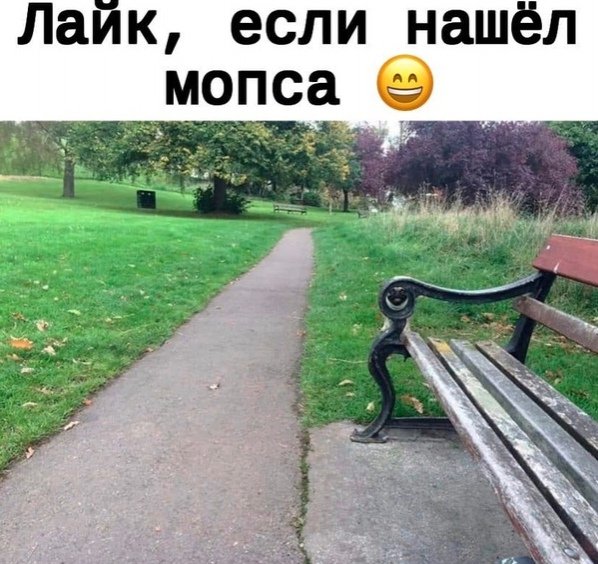 Найди мопса