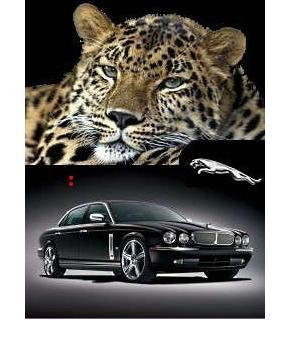 05.08.JAGUAR