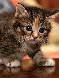 Котята