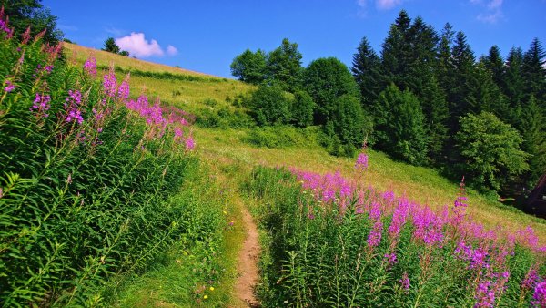 file_80684991