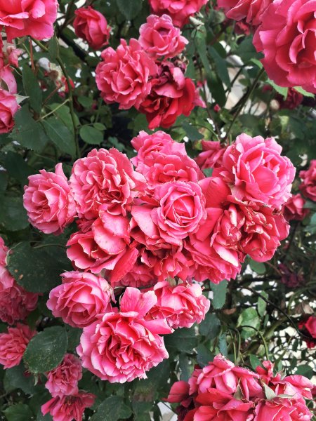 IMG 20200619 195714