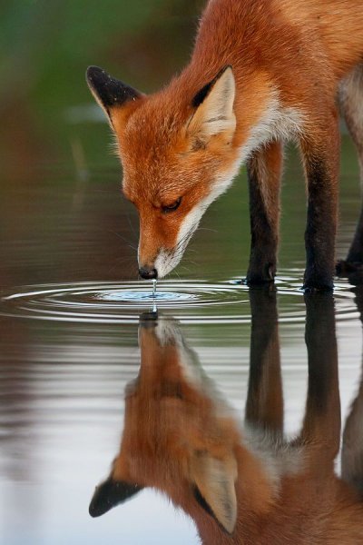 Лиса на водопое