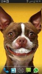 dog smiles live wallpaper
