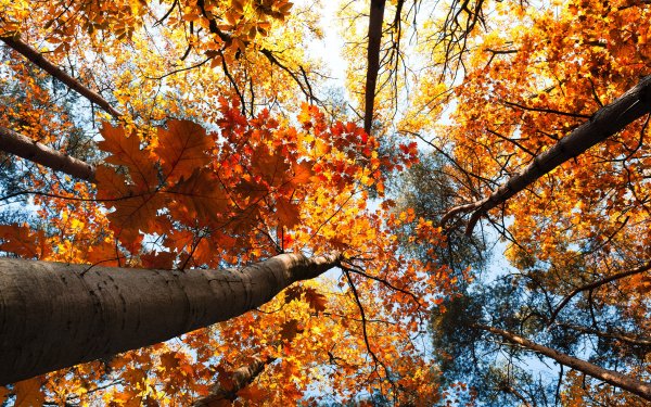 wallpapers-autumn-31