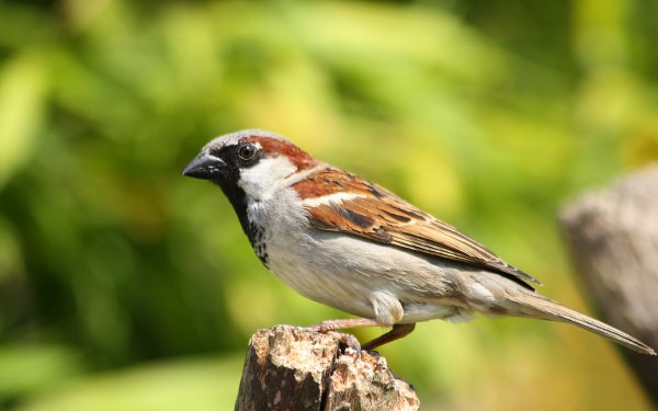 spatz-1