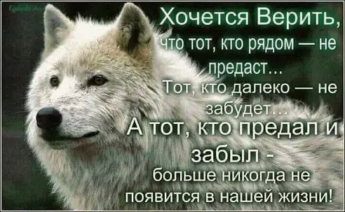 Волк
